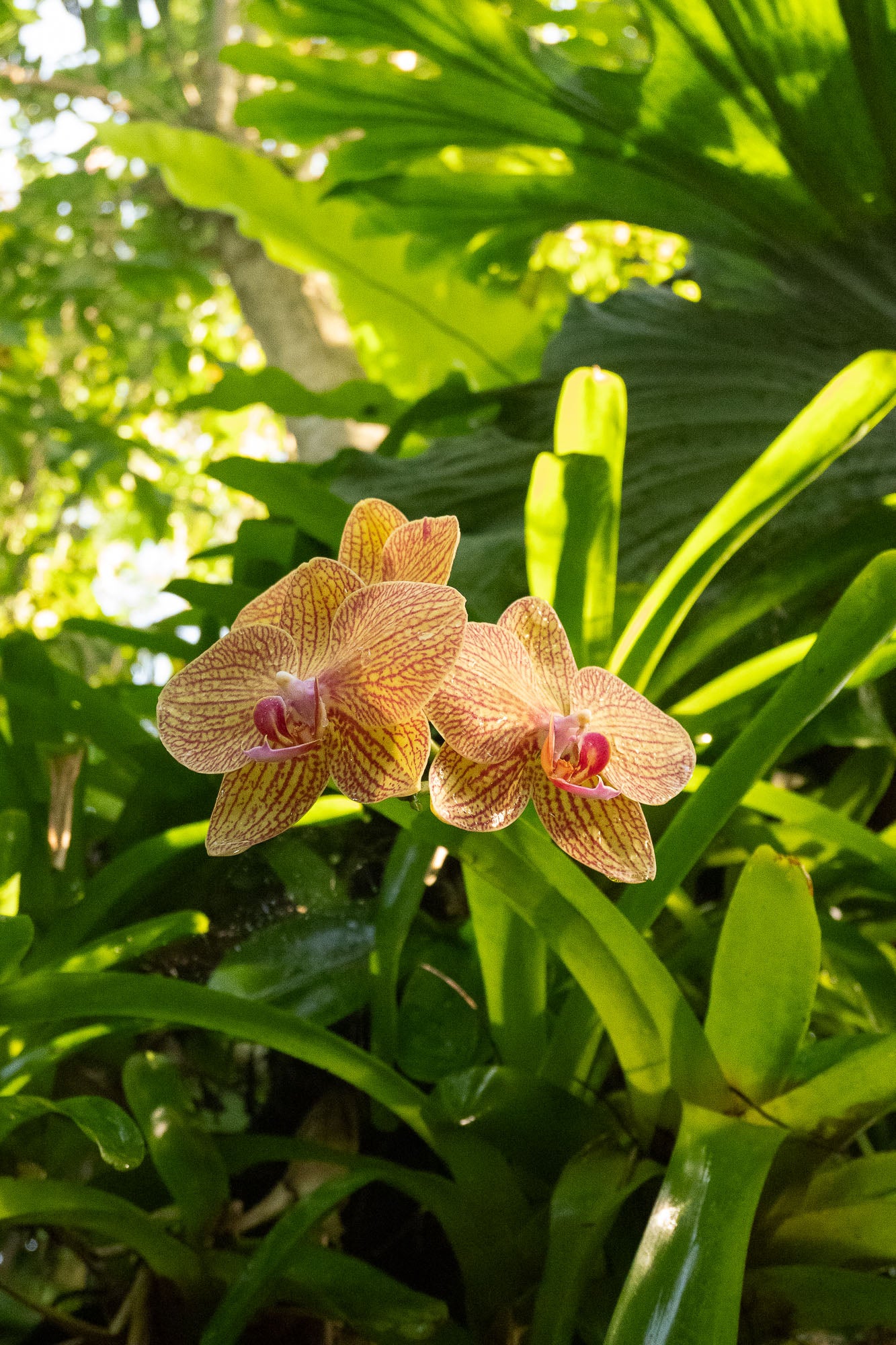 Island of Prayer: Living with Nature and Temples