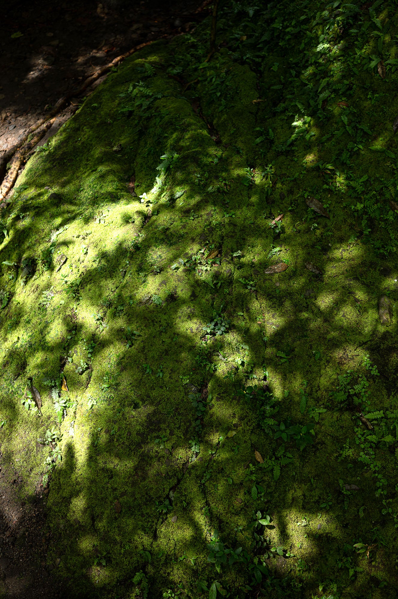 Enfolded by the deep, lush greenery of Bali—